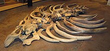 Skeleton excavated on Bering Island in 1948, Zoologisk Museum Steller's sea cow skeleton from Bering Island.jpg