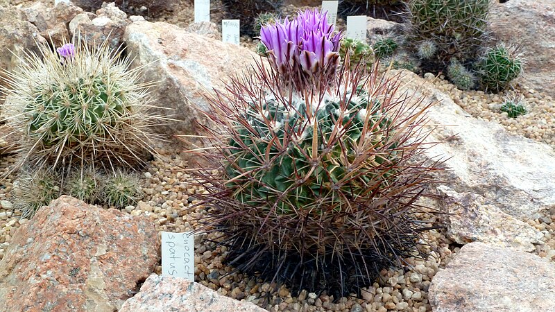 File:Stenocactus crispatus 2.jpg