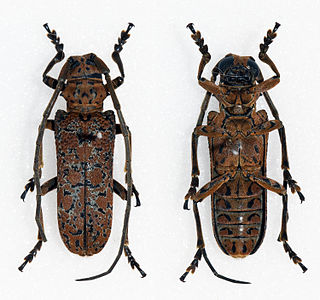 <i>Stenophryneta</i> Genus of beetles