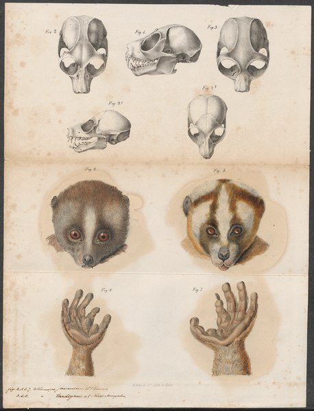 File:Stenops tardigradus - 1700-1880 - Print - Iconographia Zoologica - Special Collections University of Amsterdam - UBA01 IZ19700110.tif