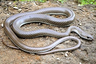 <i>Psammophis longifrons</i> Species of snake