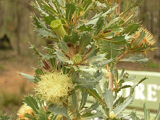 <i>Banksia sessilis <span style="font-style:normal;">var.</span> sessilis</i> Variety of plant in the family Proteaceae from Western Australia