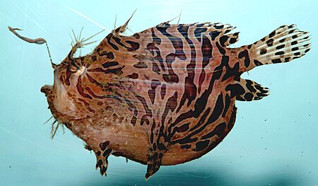 ไฟล์:Striped_anglerfish_(_Antennarius_striatus_).jpg