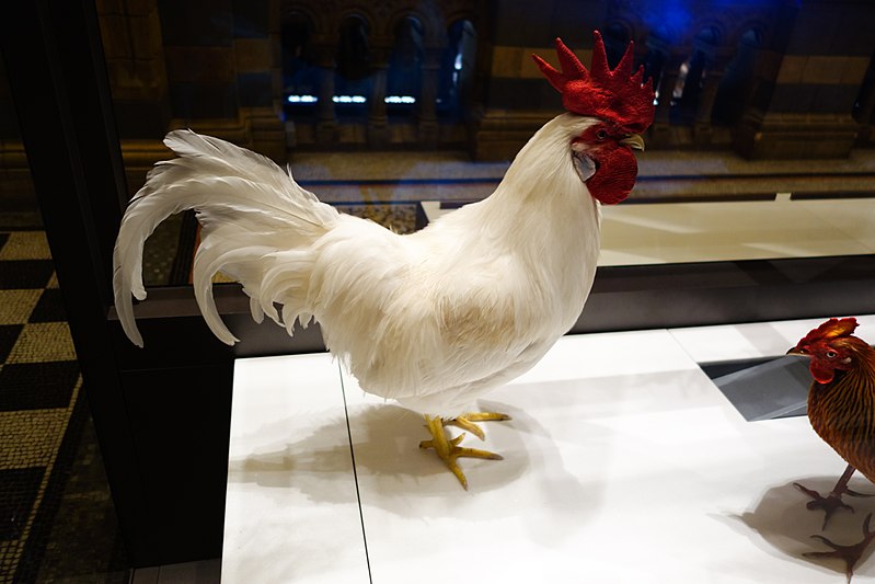 File:Stuffed rooster (39602017264).jpg