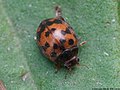 Subcoccinella vigintiquatuorpunctata (Linnaeus, 1758)