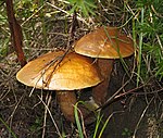 Suillus grevillei LC0109.jpg