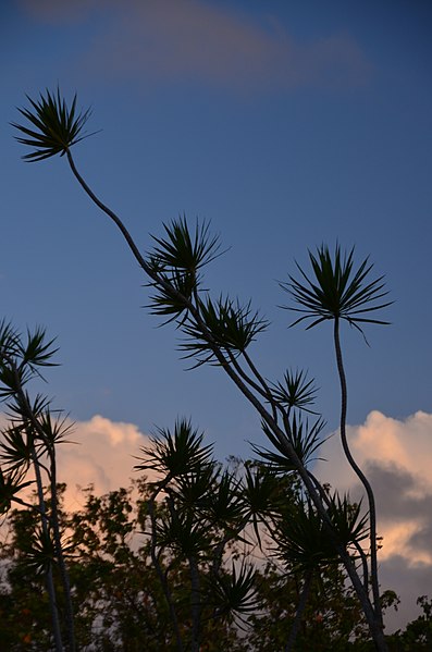 File:Sunrise in Puna (a0005197) - panoramio.jpg