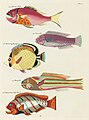 Surreal illustration of fishes and crabs found in Moluccas (Indonesia) and the East Indies by Louis Renard, digitally enhanced by rawpixel-com 51.jpg