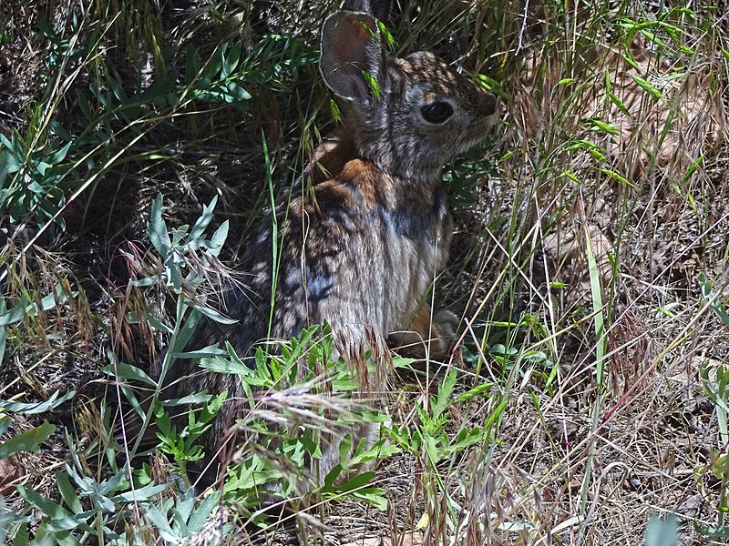 File:Sylvilagus audubonii in Utah 2016 - andrey zharkikh.jpg