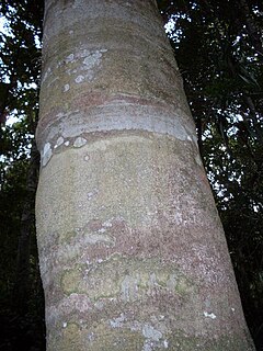 <i>Symplocos stawellii</i> Species of tree