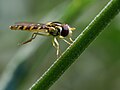 Schwebefliege im Garten