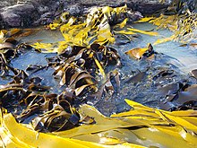 Durvillaea willana southern bull-kelp growing on Taieri Island