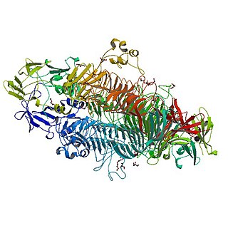 Phage P22 Tailspike Protein