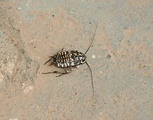 Tamil cockroach.JPG