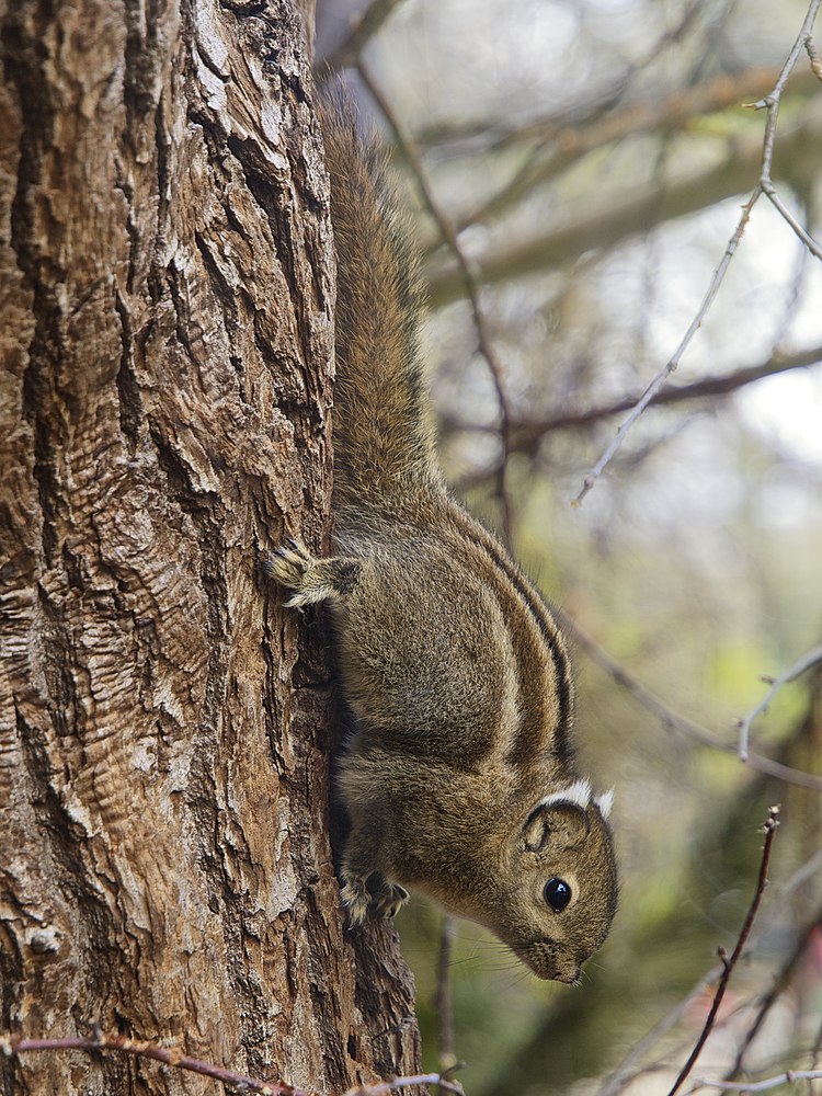 The average litter size of a Swinhoe's striped squirrel is 3