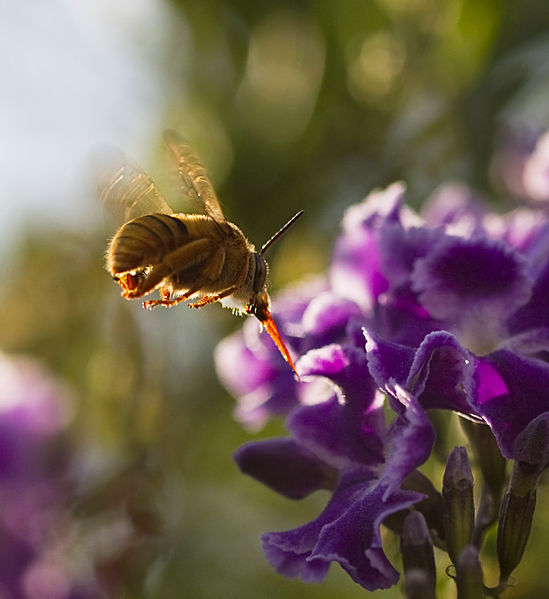 File:Teddy Bear Bees Picnic (6986740269).jpg