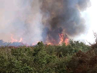 <span class="mw-page-title-main">Tenaja Fire</span> 2019 wildfire in Southern California