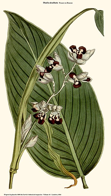 File:Thalia dealbata (Curtis).jpg