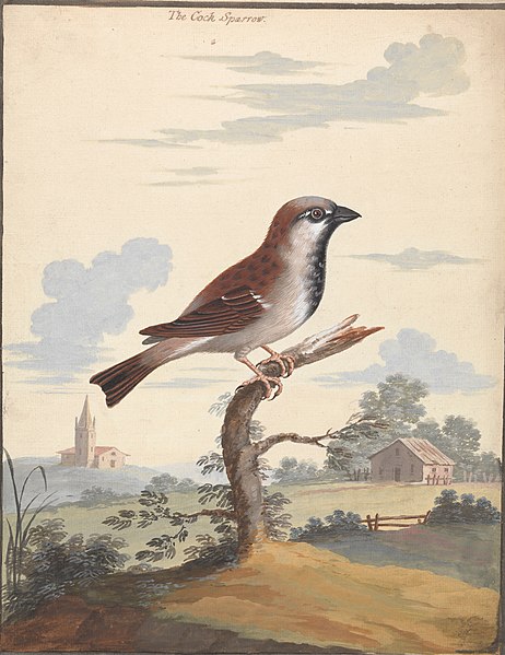 File:The Cock Sparrow by George Edwards.jpg