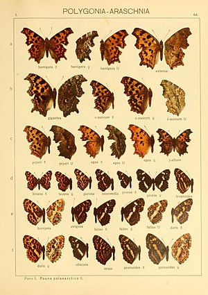 The Macrolepidoptera of the world (Taf. 64) (8145292912).jpg