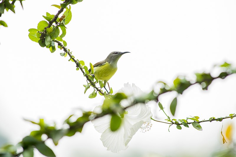 File:The Sunbird.jpg