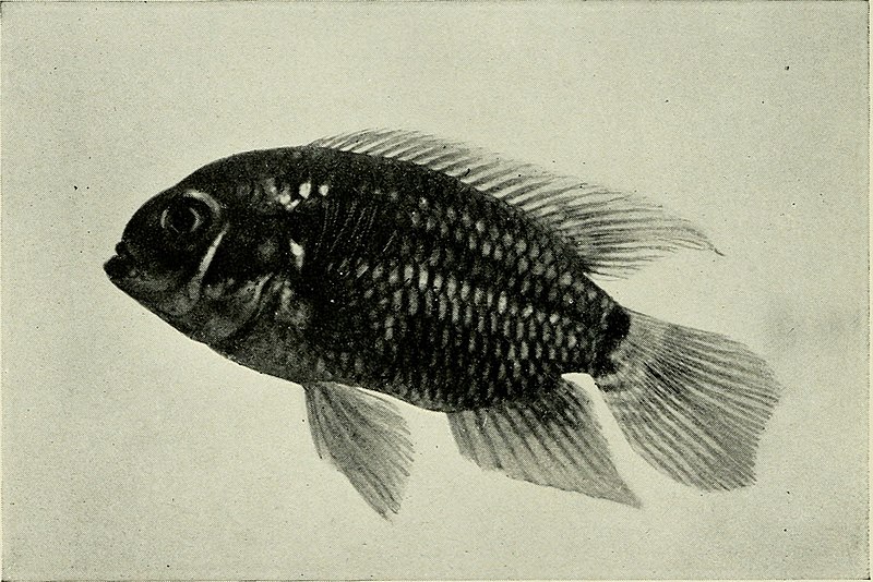 File:The complete aquarium book; the care and breeding of goldfish and tropical fishes (1936) (20049218654).jpg