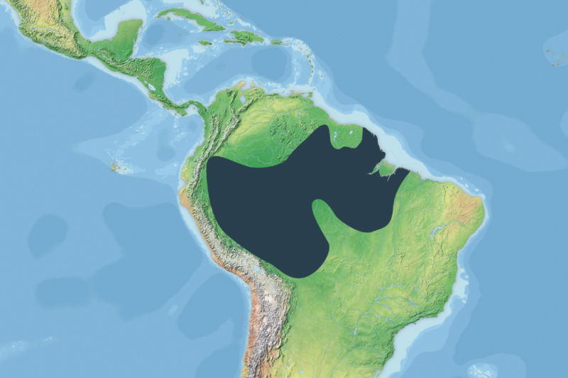 File:The range of the black caiman.png