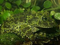 Mini Mossy Frog - Theloderma bicolor (Captive Bred)