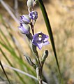 Thelymitra macrophylla large.jpg