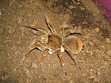 Theraphosa stirmi.jpg