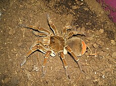 Theraphosa stirmi.jpg