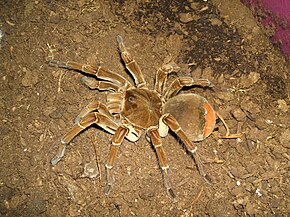 Beskrivelse af billedet Theraphosa stirmi.jpg.