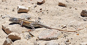 Three-eyed lizard (Chalarodon madagascariensis) female Toliara.jpg