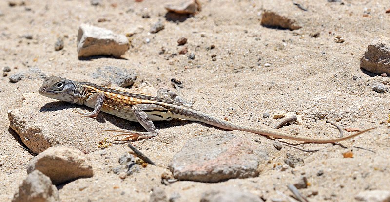 File:Three-eyed lizard (Chalarodon madagascariensis) female Toliara.jpg