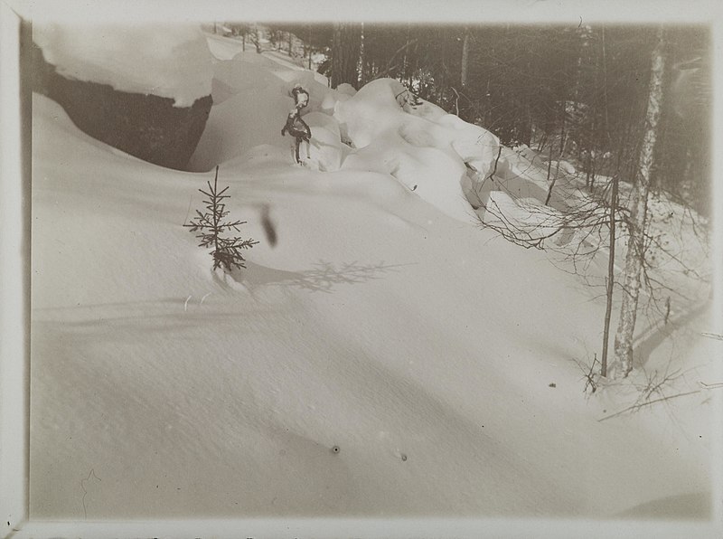 File:Three saplings standing in deep snow on a hillside with dense forest in the background (32619762383).jpg