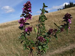 Thymus alpestris a1.jpg