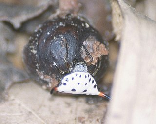 <i>Togacantha</i> Genus of spiders