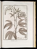 Vignette pour Tovariaceae