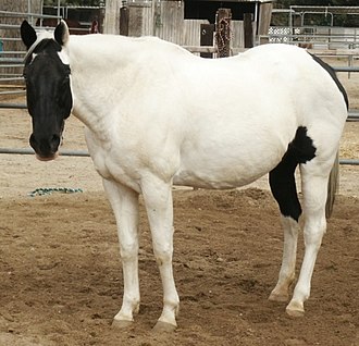 A Tovero colored mare with two blue eyes and a black "shield" on her face. Toveromare.jpg