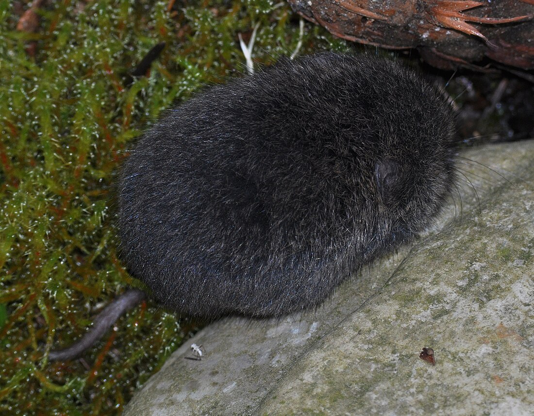 Talpó de Townsend