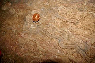 <i>Isopodichnus</i> Trace fossil