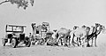 Překládání pošty z kočáru taženého velbloudy na nákladní auto, Carraweena, silnice Strzelecki Track, Jižní Austrálie (1920)