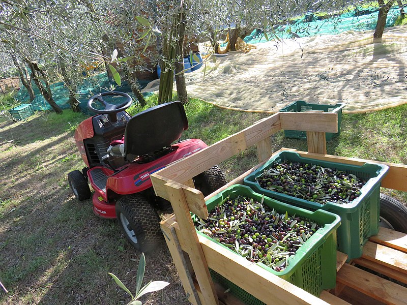 File:Trattorino adibito al trasporto olive durante la raccolta.jpg