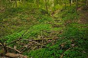 Čeština: Tresenský potok, okres Žďár nad Sázavou