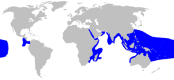 A world map with blue shading around the periphery of the Indian Ocean, throughout Southeast Asia to northern Australia, over a large part of the central Pacific, and off the west coast of Central America