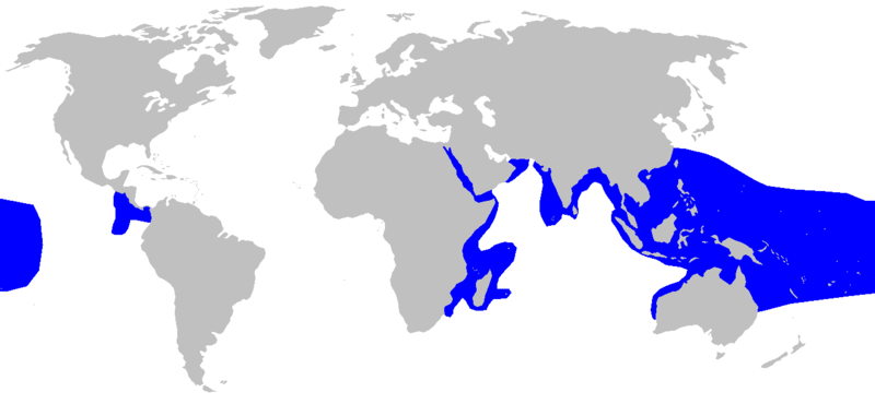 File:Triaenodon obesus distmap.png