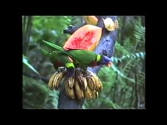 Soubor: Trichoglossus haematodus - lorikeet kokosového ořechu .webm