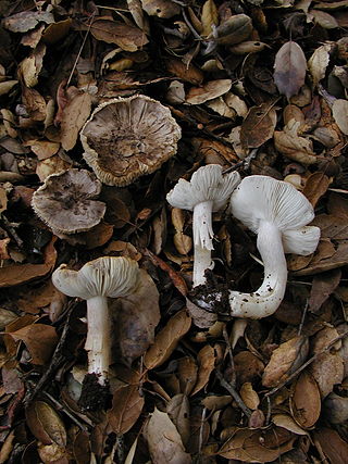 <i>Tricholoma argyraceum</i> Species of fungus