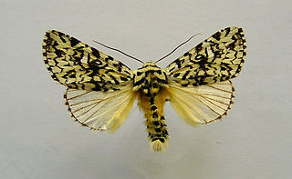 <i>Trichosea ludifica</i> Species of moth