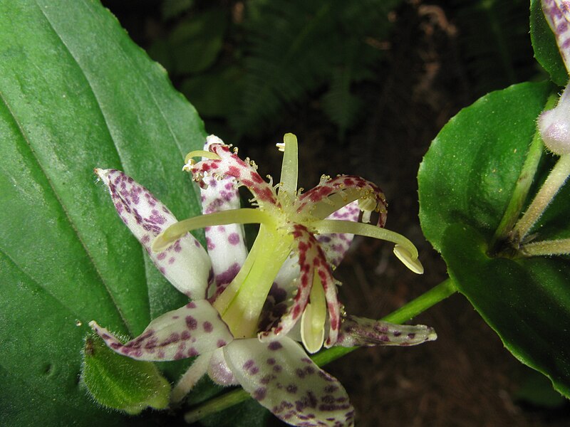 File:Tricyrtis affinis2.jpg